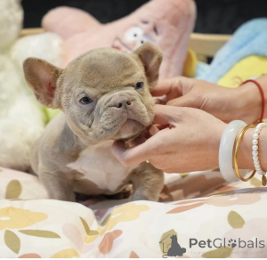 Photo №2 de l'annonce № 144359 de la vente  - acheter à Allemagne annonce privée, éleveur