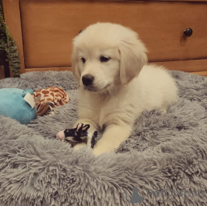 Photo №1. golden retriever - à vendre en ville de Trollhättan | 300€ | Annonce №143858