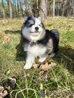 Photos supplémentaires: Pomsky par Poméranie et Husky