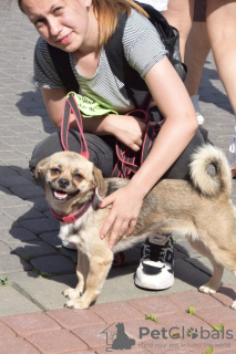 Photos supplémentaires: Petit chien modeste, calme et affectueux