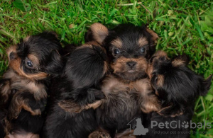 Photo №2 de l'annonce № 79812 de la vente yorkshire terrier - acheter à Allemagne annonce privée