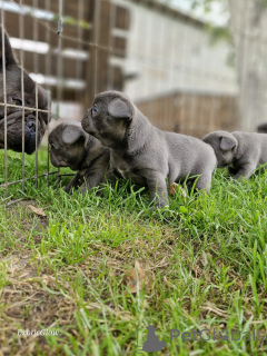 Photo №4. Je vais vendre bouledogue en ville de Minsk. annonce privée, de la fourrière - prix - 375€