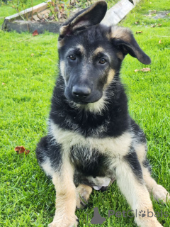 Photo №1. berger de l'est de l'europe - à vendre en ville de Soligorsk | 688€ | Annonce №150132