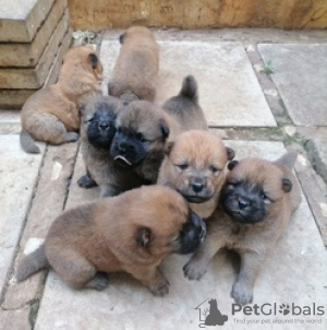 Photo №4. Je vais vendre chow-chow en ville de Kreivilä. annonce privée - prix - Gratuit