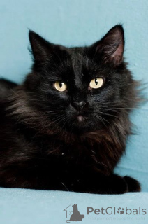 Photo №3. Iman d'une queue espiègle. Biélorussie