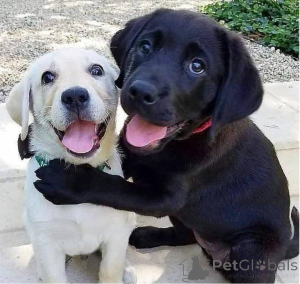 Photo №1. labrador retriever - à vendre en ville de Zürich | 750€ | Annonce №160466