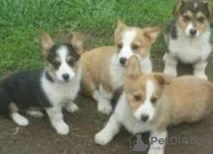 Photo №1. welsh corgi - à vendre en ville de Bruxelles | négocié | Annonce №124786