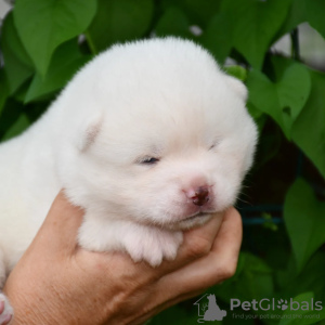 Photo №2 de l'annonce № 57773 de la vente akita (chien) - acheter à Ukraine de la fourrière, éleveur