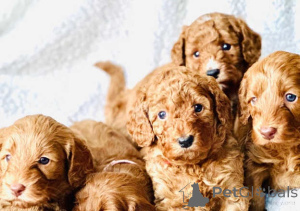 Photo №1. cocker spaniel anglais - à vendre en ville de Biruliškės | négocié | Annonce №159860