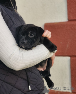 Photo №1. staffordshire bull terrier - à vendre en ville de Fijnaart | négocié | Annonce №172904
