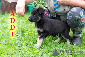 Photos supplémentaires: Chiots de berger oriental VEO