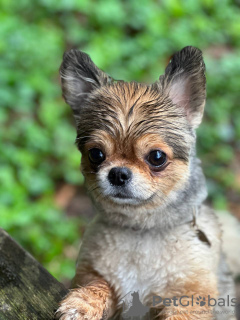 Photo №3. L'utilisateur a un Chihuahua aux cheveux longs qui a 5 ans, très gentil, mignon en Pays Bas. Annonce № 133599
