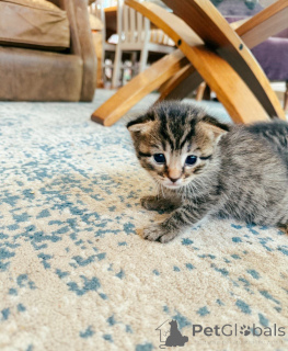 Photo №2 de l'annonce № 151217 de la vente bengal - acheter à Australie éleveur