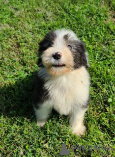 Photo №4. Je vais vendre bearded collie en ville de Tennessee City.  - prix - Gratuit