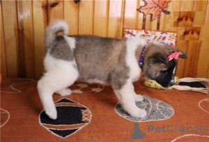 Photo №1. akita (chien) - à vendre en ville de Лидс | 500€ | Annonce №140133