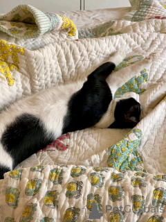 Photo №2 de l'annonce № 163742 de la vente persan - acheter à La finlande annonce privée, de l'abri