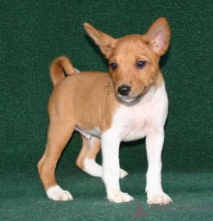 Photo №1. basenji - à vendre en ville de Vienna | négocié | Annonce №124805