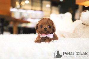 Photo №4. Je vais vendre caniche (jouet) en ville de Charleston. éleveur - prix - négocié