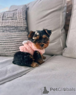 Photo №1. yorkshire terrier - à vendre en ville de El Paso | 425€ | Annonce №147156