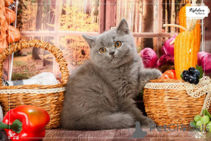 Photo №1. british shorthair - à vendre en ville de Balta | négocié | Annonce № 165888