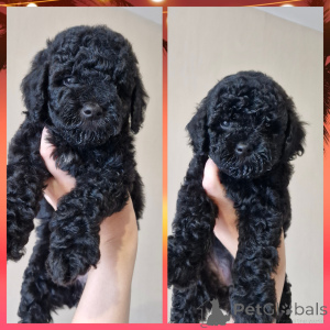 Photo №1. caniche (nain) - à vendre en ville de Minsk | 313€ | Annonce №148248