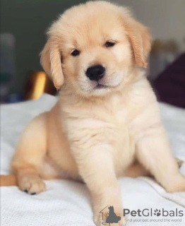 Photo №1. golden retriever - à vendre en ville de Berlin | négocié | Annonce №83632