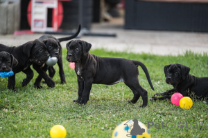 Photo №4. Je vais vendre cane corso en ville de Loznica. éleveur - prix - négocié