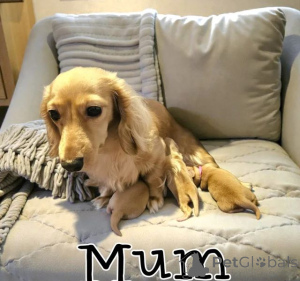 Photo №3. Потрясающая дLINношерстная кремовая такса. USA