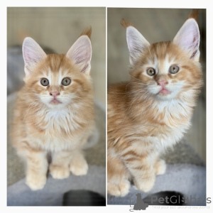 Photo №1. maine coon - à vendre en ville de Bruxelles | Gratuit | Annonce № 174691