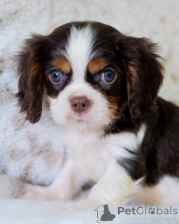 Photo №3. Rencontrez Oliver le petit monsieur au grand cœur ! Fidèle, câlin et toujours. La finlande