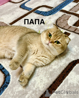 Photo №4. Je vais vendre chat chinchilla en ville de Tachkent. annonce privée - prix - 500€