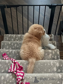 Photo №2 de l'annonce № 174902 de la vente golden retriever - acheter à France annonce privée
