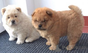 Photo №2 de l'annonce № 136952 de la vente chow-chow - acheter à Suisse éleveur