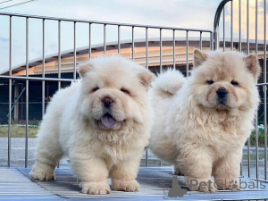 Photo №1. chow-chow - à vendre en ville de Wiltz | négocié | Annonce №169269