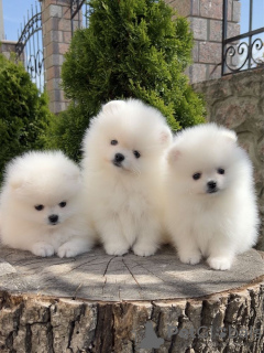 Photo №4. Je vais vendre spitz nain en ville de Cologne. annonce privée - prix - 360€