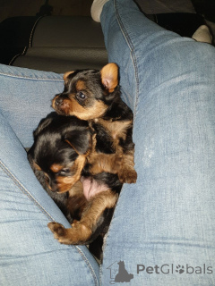 Photo №4. Je vais vendre yorkshire terrier en ville de Terrassa. annonce privée - prix - 500€
