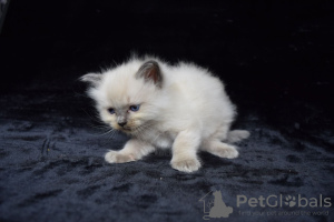 Photo №4. Je vais vendre ragdoll en ville de Barcelone. annonce privée, éleveur - prix - 350€