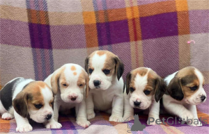 Photo №1. beagle - à vendre en ville de Ettlingen | 350€ | Annonce №154612