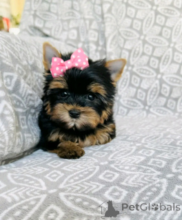 Photo №3. Chiots du Yorkshire Terriers pour adoption. Allemagne