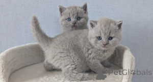 Photo №1. british shorthair - à vendre en ville de Shvekhat | 400€ | Annonce № 172685