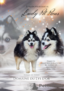 Photo №4. Je vais vendre chien bâtard en ville de Orée-d'Anjou. éleveur - prix - 3500€