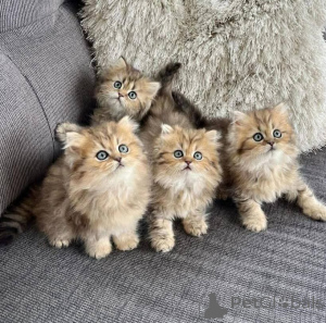 Photo №2 de l'annonce № 140658 de la vente persan - acheter à USA annonce privée