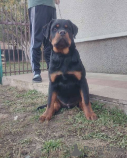 Photo №1. rottweiler - à vendre en ville de Zémun | négocié | Annonce №157080