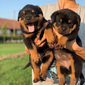 Photo №2 de l'annonce № 120689 de la vente rottweiler - acheter à Belgique annonce privée, éleveur