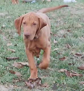 Photo №3. Magnifique chiot Vizsla hongrois. Hongrie