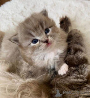 Photo №3. Parduodamas žavingas Ragdoll veislės kačiukas.. Lituanie