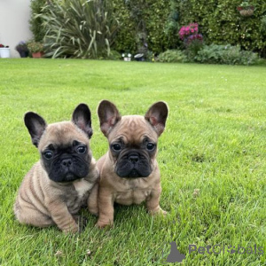 Photo №3. Bouledogues français AKC. Allemagne