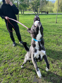 Photos supplémentaires: Le beau husky métis Cosmos est à la recherche d'un foyer !