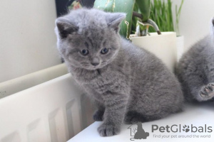 Photo №4. Je vais vendre british shorthair en ville de Дортмунд. de la fourrière, de l'abri, éleveur - prix - 450€