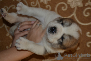 Photos supplémentaires: Beaux chiots de berger d'Asie centrale d'une excellente paire!